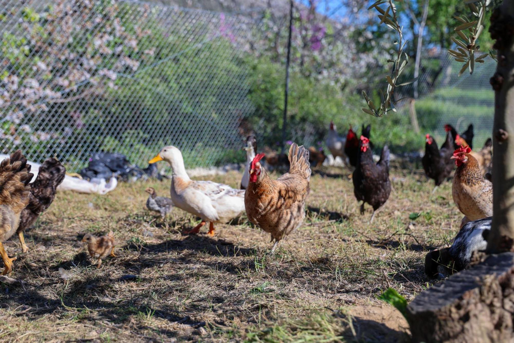 Villa Shpiragu Village Experience Berat Esterno foto